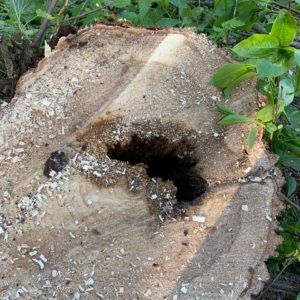 Первая фаза работ по сносу и санитарной рубке утративших жизнеспособность деревьев и кустарника завершена